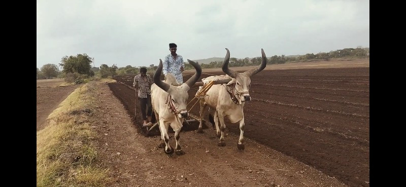 વેચવા ના છે