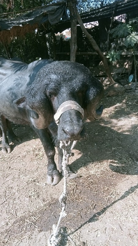 પાડો વેચવા નો છ...