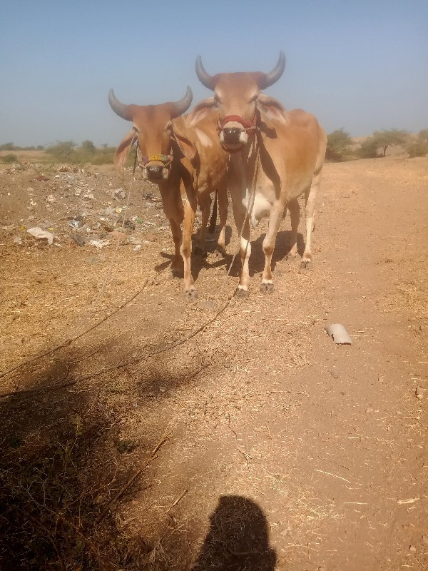 ગાડામાં ચાલુ કપ...