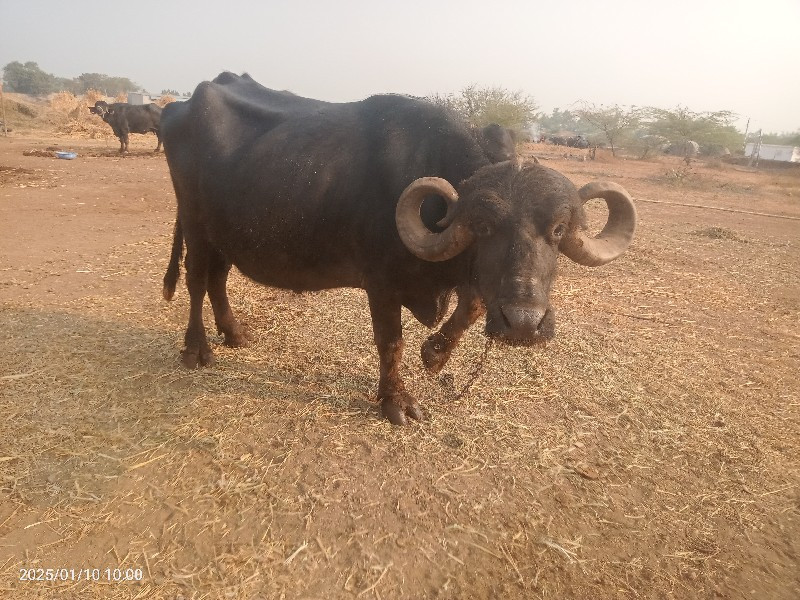 ભેંસ વેચવાની છે