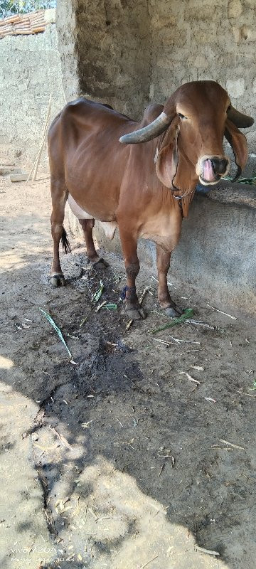 ગાય