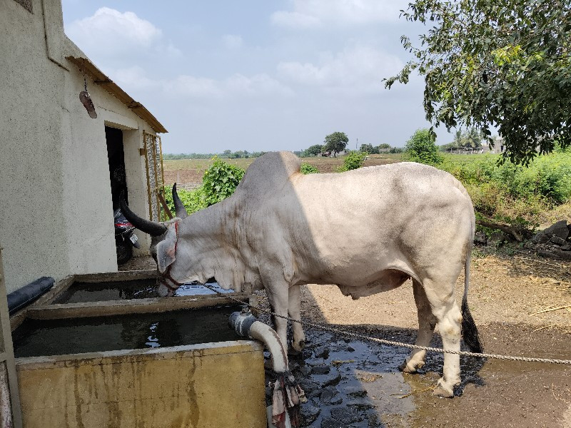 બળદ વેચવાના છે