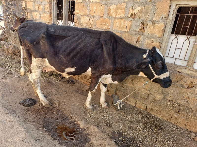 ગાય  વેસવાની છે