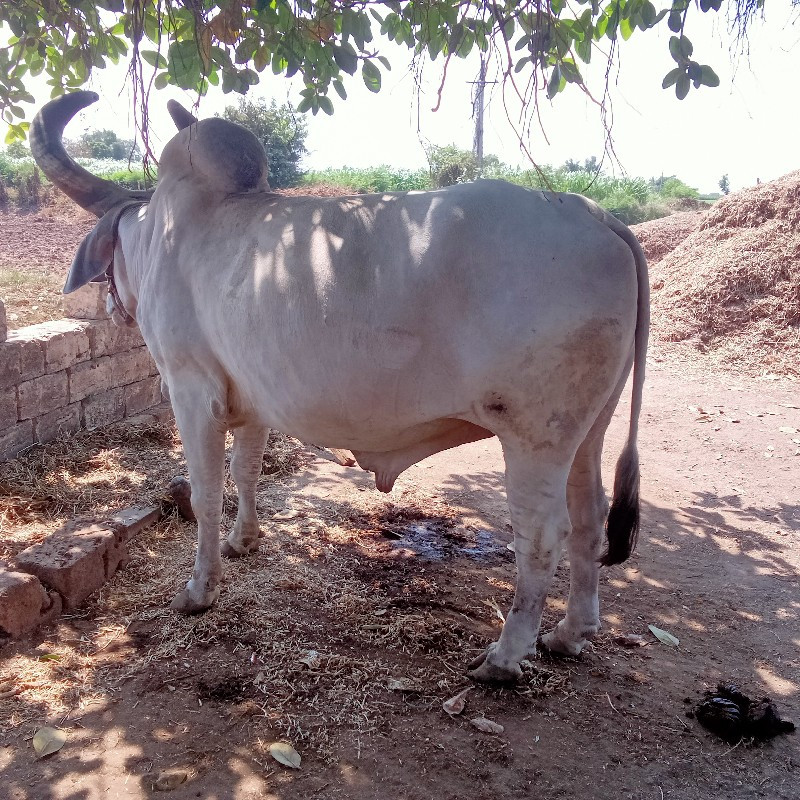 સવદાસબાકુ