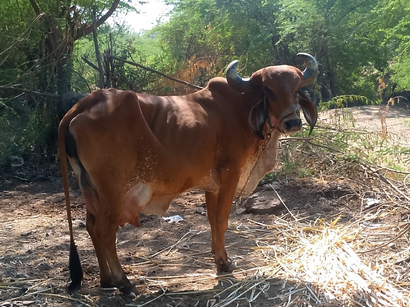 ગાય વેચવી છે