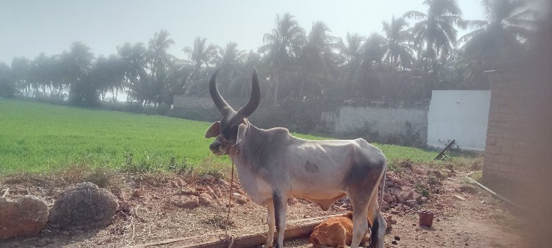 વેચવાનું છે