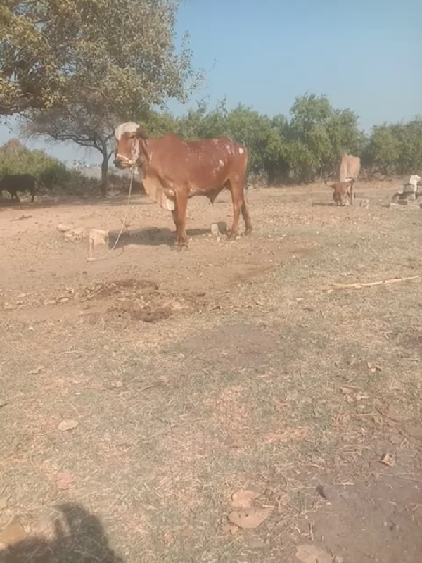 ગોઢલો વેસવા છે