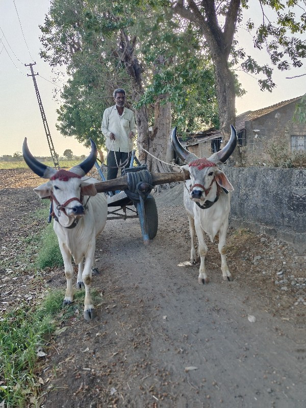 ગોઢલા