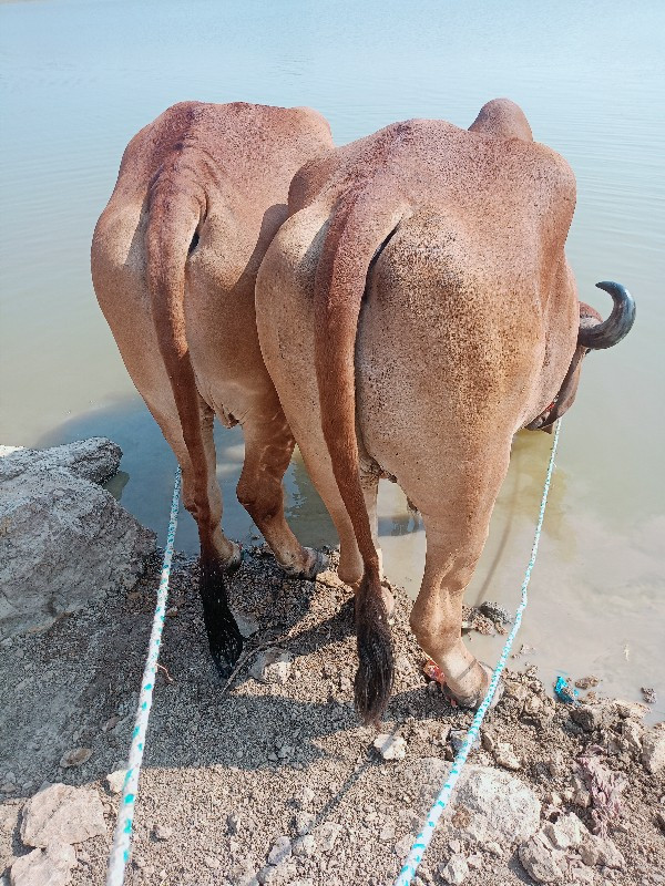 એક બે વાવણી વાવ...