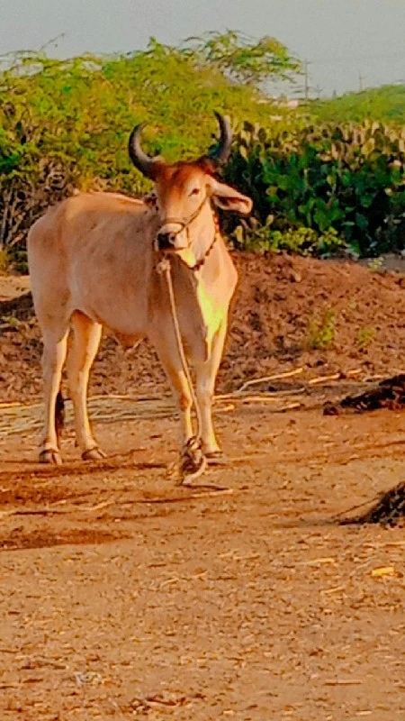 જિલ્લો દેવભૂમિ...