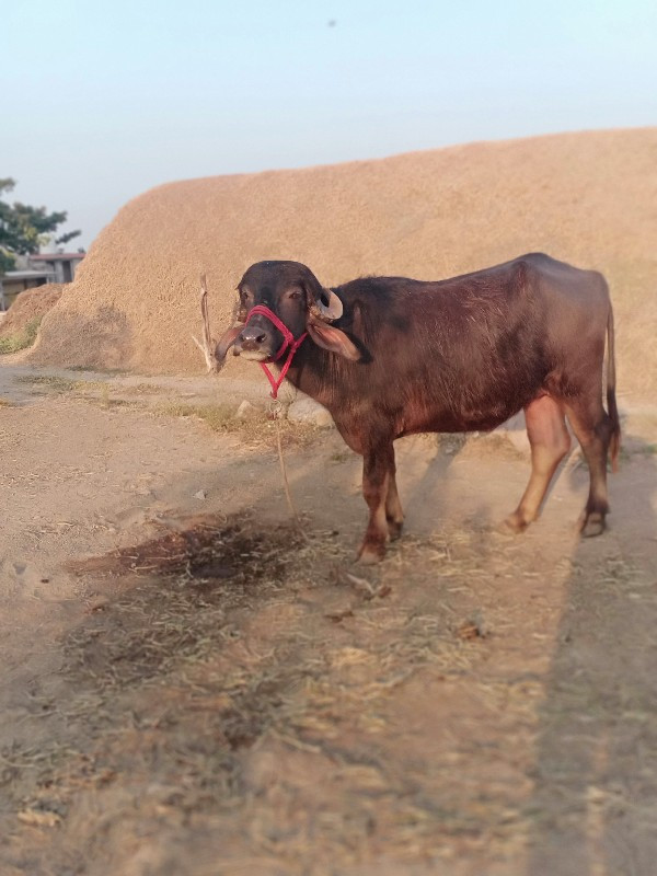 ગાય અને ખડેલુ