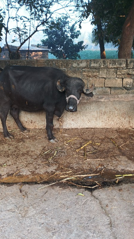 પુજા ભાઈ રબારી