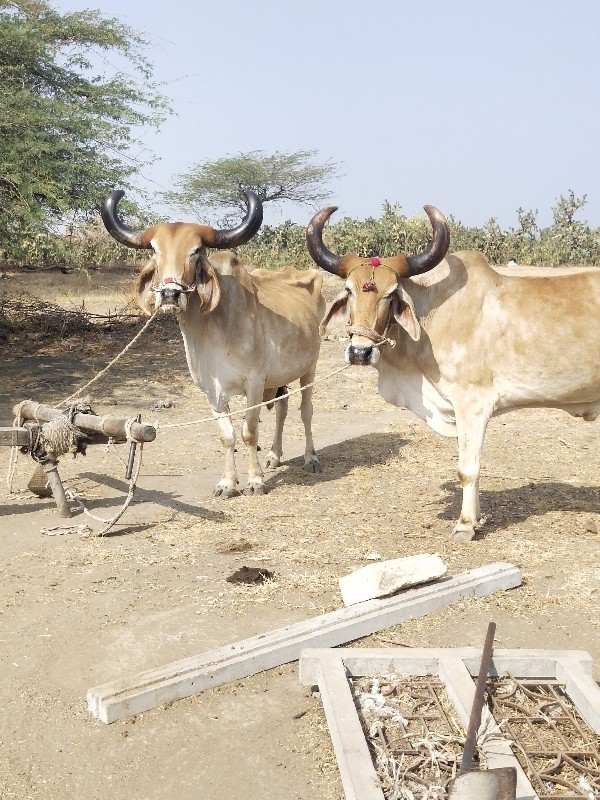 બળદ વેચવાના છે