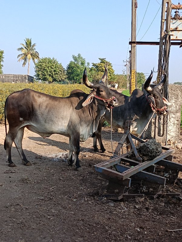 એક વાવણી વાવેલ