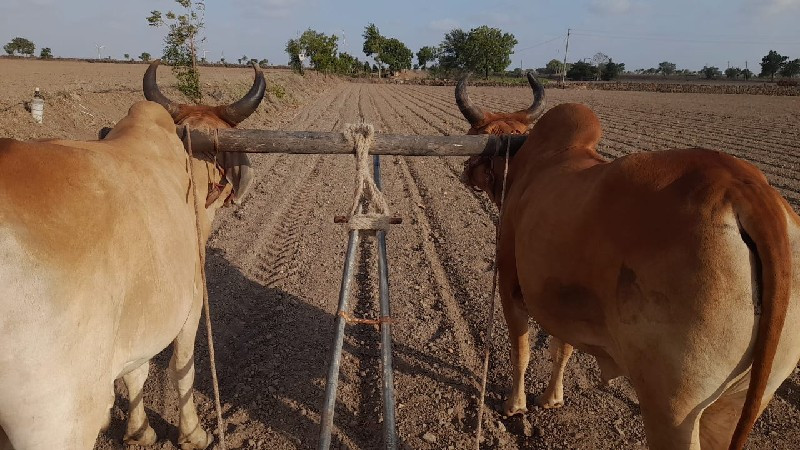 બધીજવાબદારી