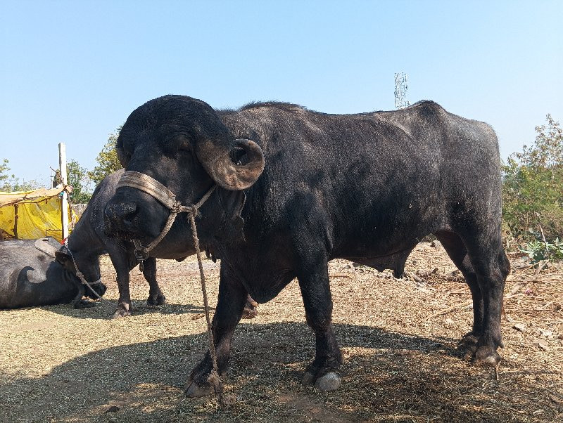 પાડો વેચવાનો છે