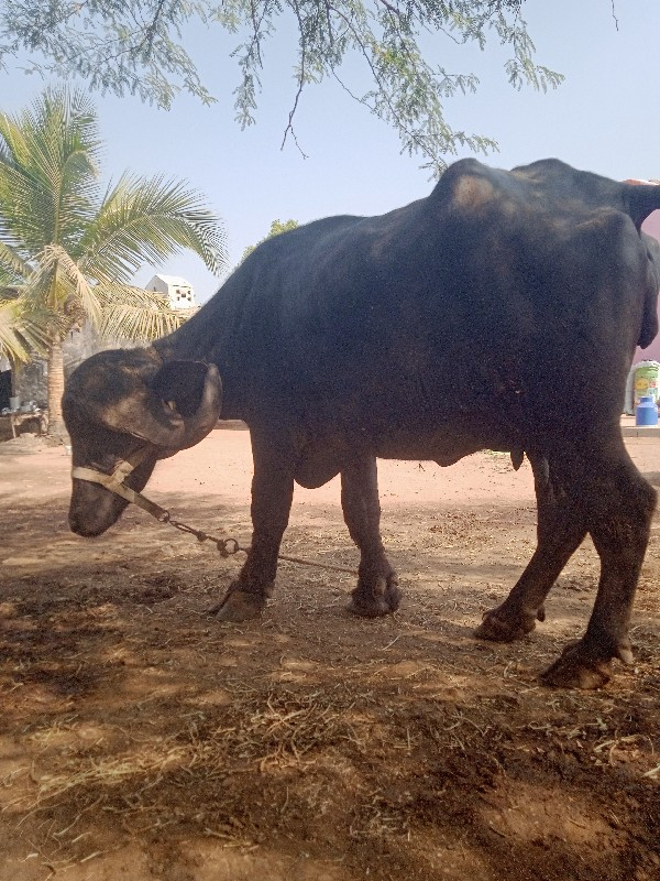 ભેંસ વેચવાની છે