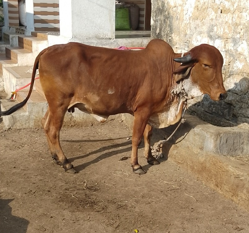 ગીર હોડકી વેચવા...