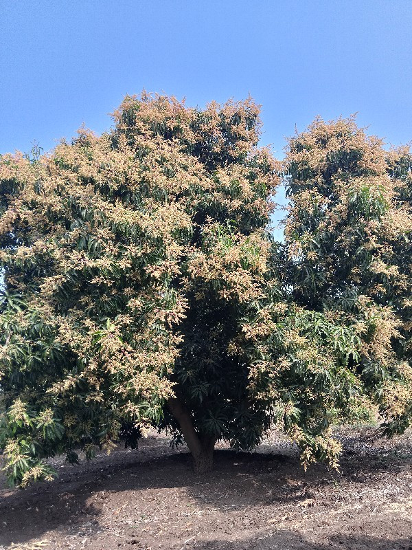 કેરી🥭🌳