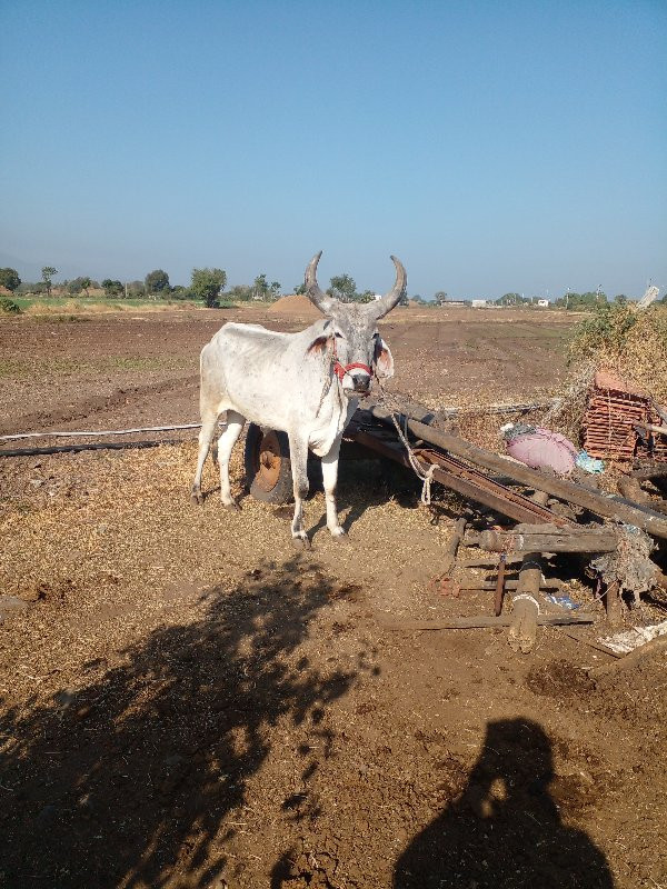 બળદ વેચવાના છે