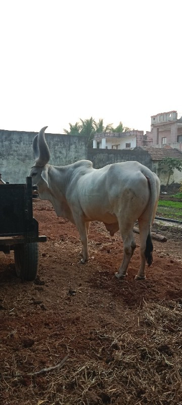 બળદ વેચવાનો છે...