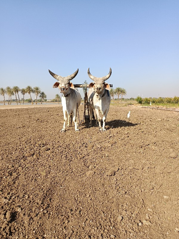 ગોઢલા વેચવાના છ...