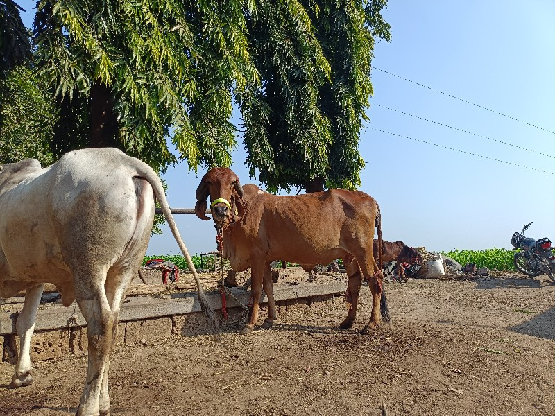 ગાય વેચવાની છે