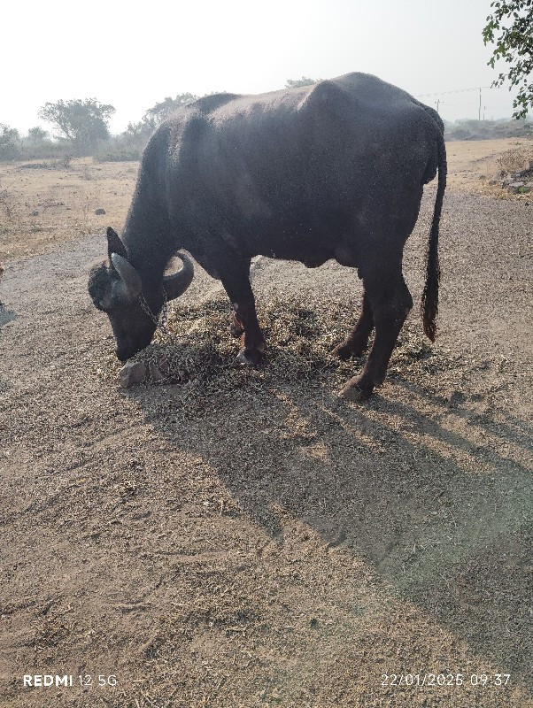 બે ભેંસ વેચવાની...