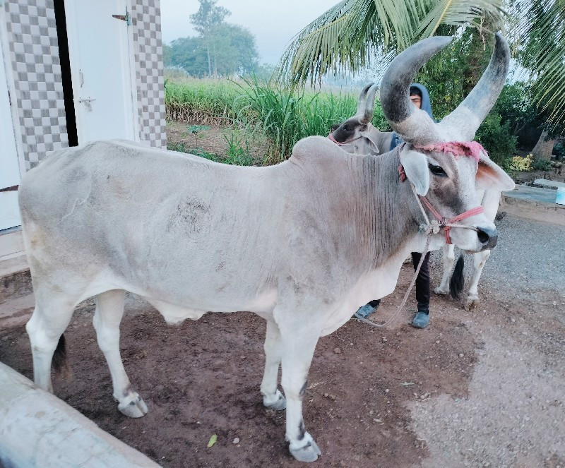 ધોરીળl ગોઢલા વે...