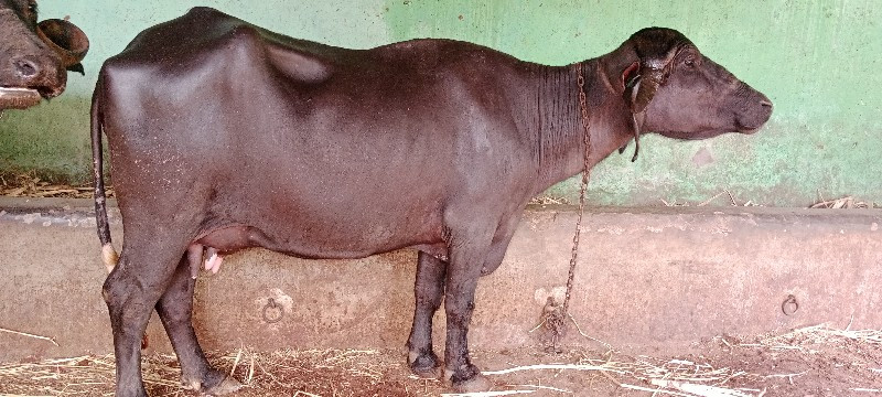 બીજુ વેતર ખડેલી