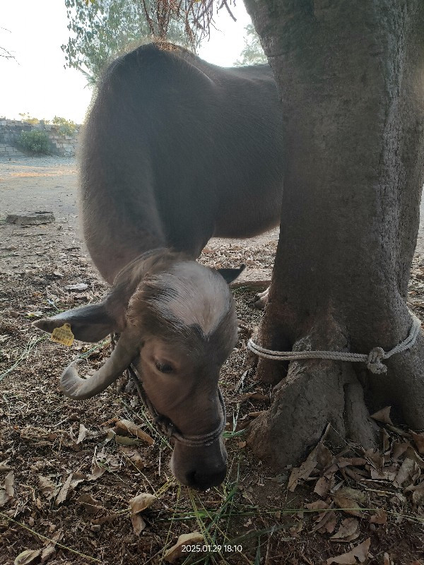 ભેંસ