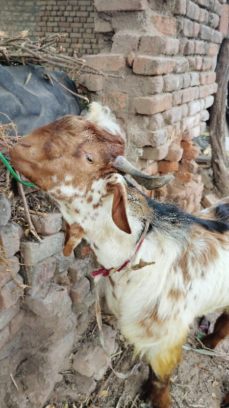 બિયારણ માટે નો...