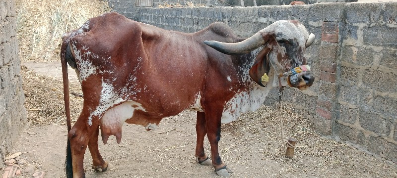 ગાય વેચવાની છે