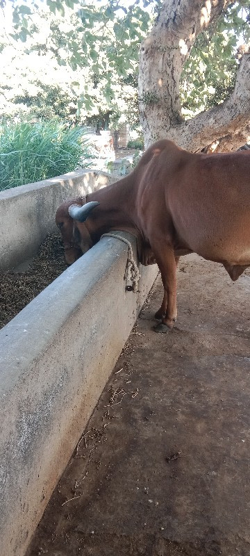 ગીર ગાય વૈસવાની...