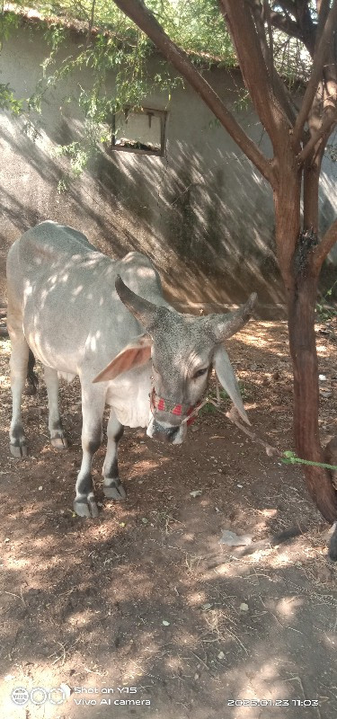 બળદ વેચવાના છે