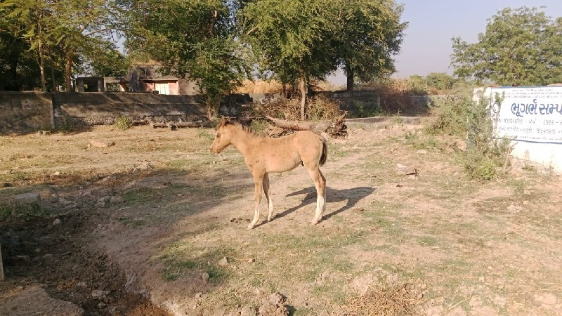 વછેરો દેવાનો છે