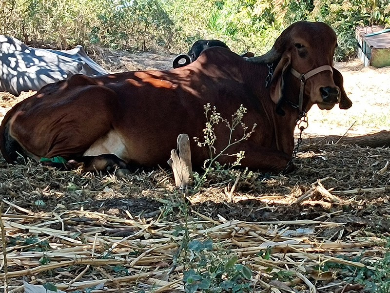 ઓરીજનલ ગિર ઓડકી