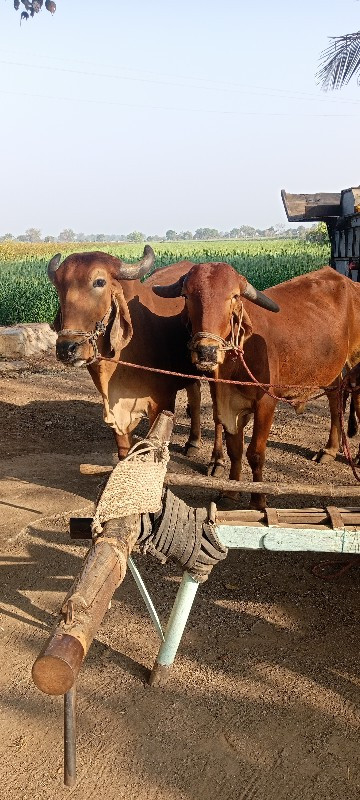 બલદ