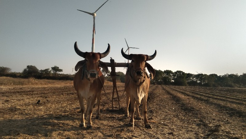 ચવવ