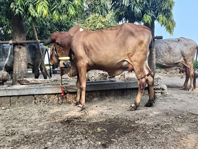 ગાય વેચવાની છે