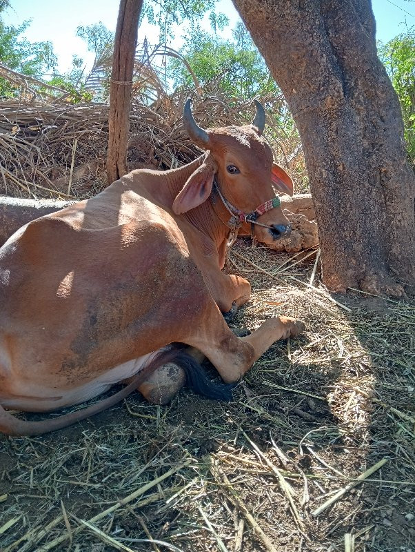 બીજી વાવણી કરેલ...