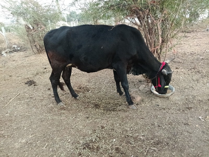 ગીર ક્રોસ પેલું...