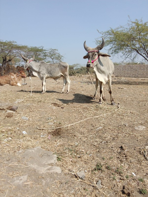 ગુંદલા ગામ