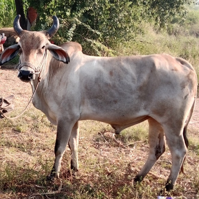 ગોઢલા વેચવા છે...