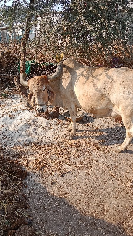 ત્રીજા વેતર ની...