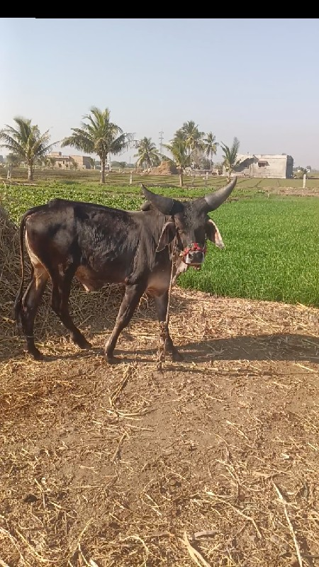 ગોધળા વેસવાના સ...