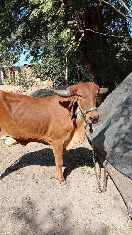 ગીર ગાય વેચવાની...