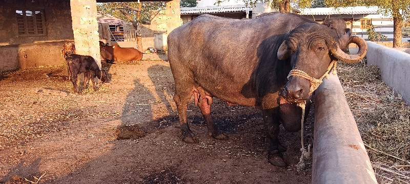 ભેંસ વેચવાની છે