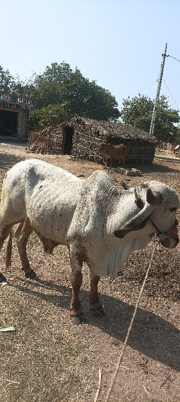 ગોઢલોવેચવાનોછે