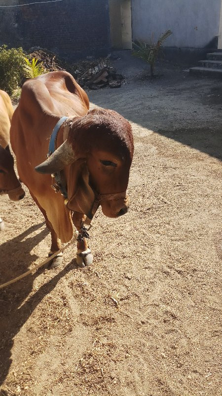 ગાય વેચવા ની  છ...